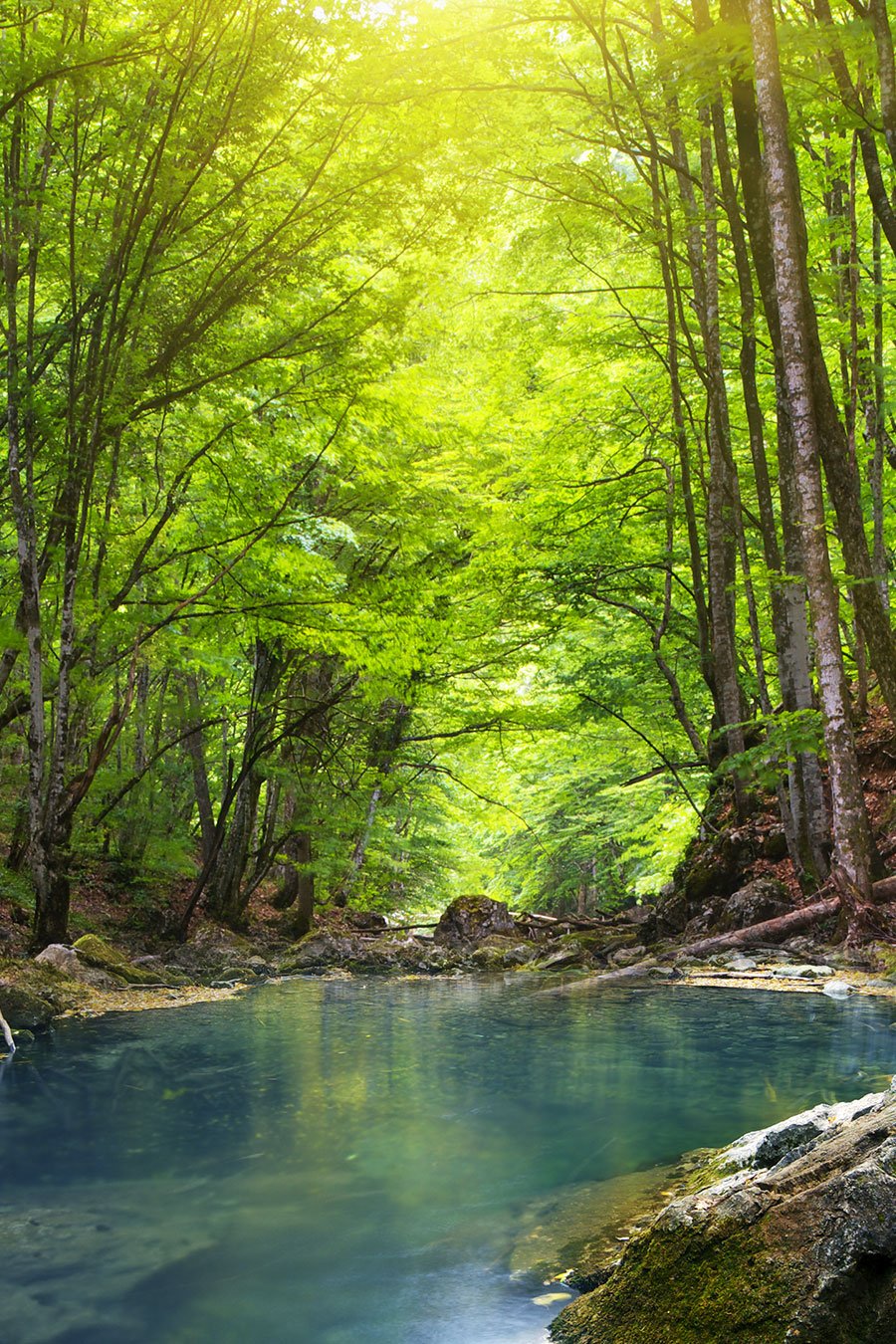 Stream through a forest Stream through a forest
