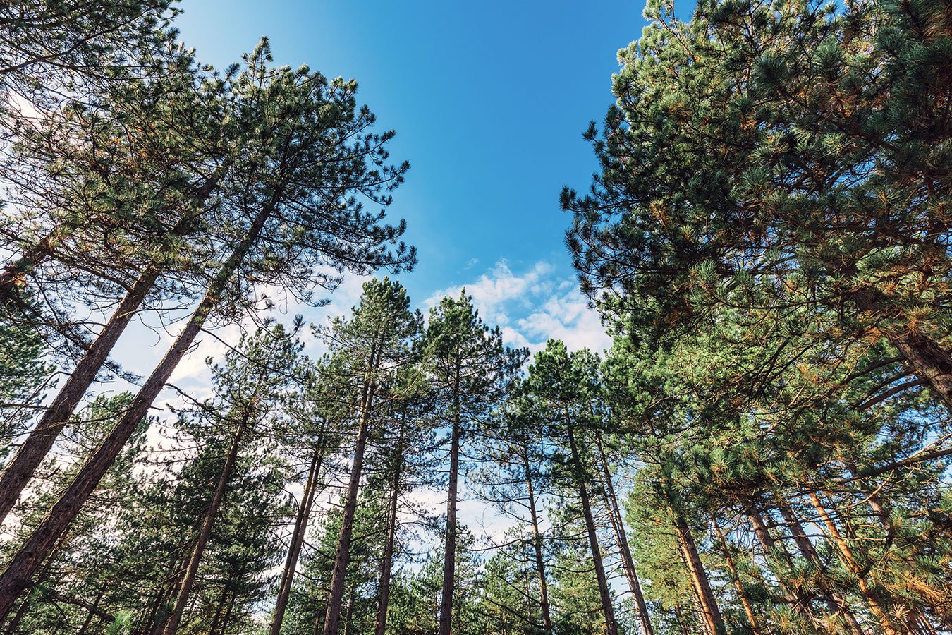Southeast region pine plantation Southeast region pine plantation